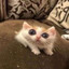Env_Cat