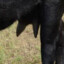 Top Left Udder