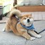 Shiba