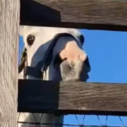 皮酱（玩耍版）