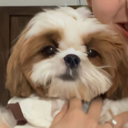 狗是隔壁老任家的