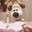 gromit