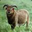 Mouflon