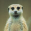 Meerkat Manner