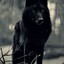 blackwolf