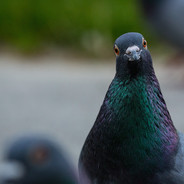 ADirtyPigeon