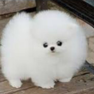 perrito tierno