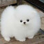 perrito tierno