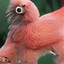 interesting bird