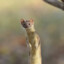 Weasel