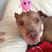 shady - steam id 76561197960870992