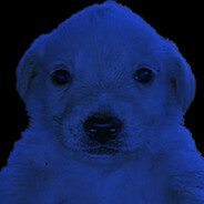 Avatar snapshot