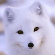 Big Avatar