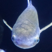 twitch.tv/fanat1k052