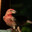 House Finch