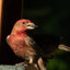 House Finch