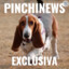 Pinchinews