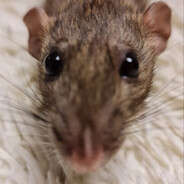 QwQ