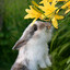 Coziest Bunny