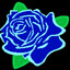 Blue Panda Rose