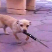 Dog with Knife