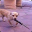 Dog with Knife