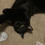 cat🐈🐈