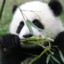尘沙丶