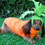 dogeatcarrot2006