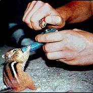 Chomik