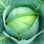 The Cabbage Master