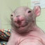 Rat