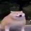 perro gordo
