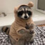 ✪ MrRaccoon™