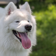 Cloud