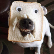 Dog_Bread