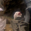 The Beast Of Caerbannog