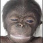 Chimp 9