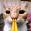 TF2 Cat