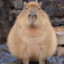 Top 5 Random Capybara
