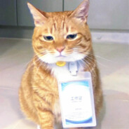 那就许愿看看海