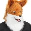 cesco_cat