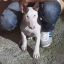 bullterrier(o.O)