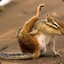 Ahappychipmunk