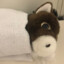 habu