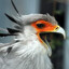 Secretarybird