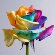 twitch.tv/ledy_panda