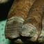 opticnail