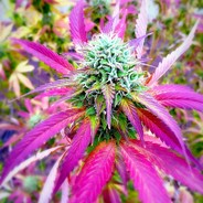 ☜☠☞PaxaxaTriceps☜☠☞