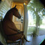 horseimage